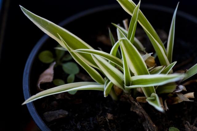 Pianta grassa dalle foglie filiformi