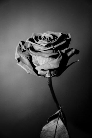 Rosa in bianco e nero