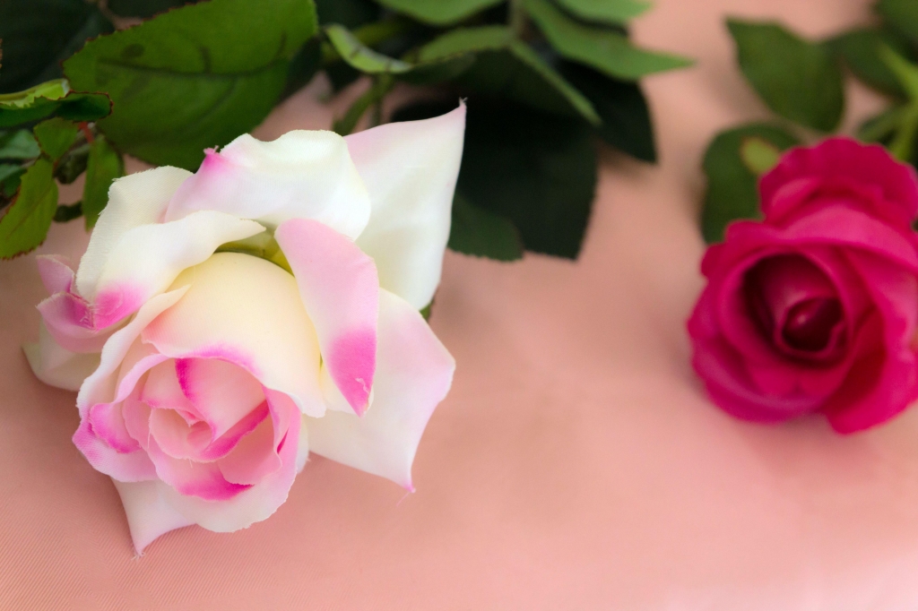Due rose di diversi colori