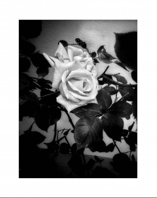 WHITE ROSE