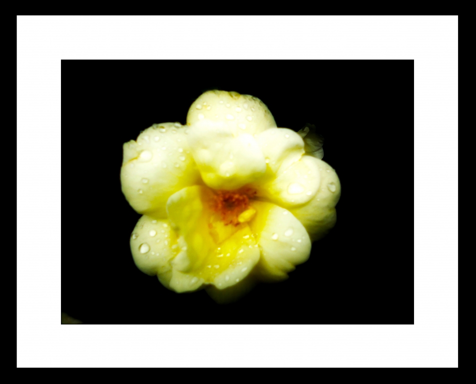 yellow flower