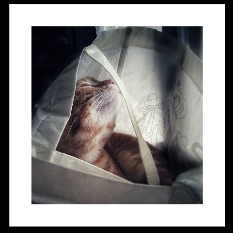 Cat in a bag