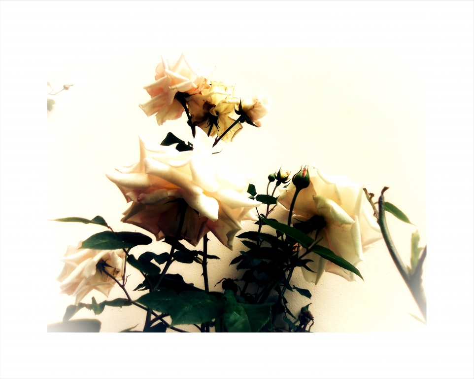 rose