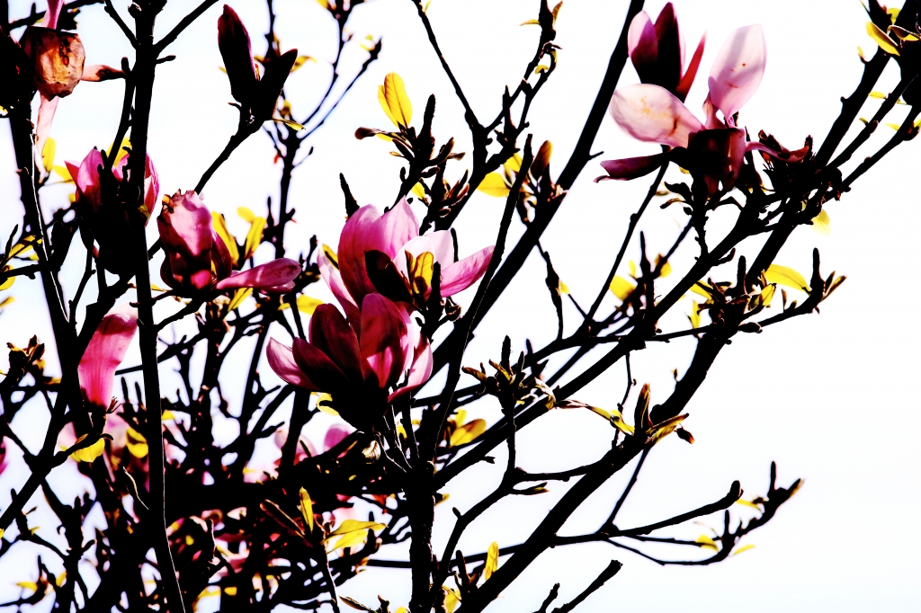 Magnolia
