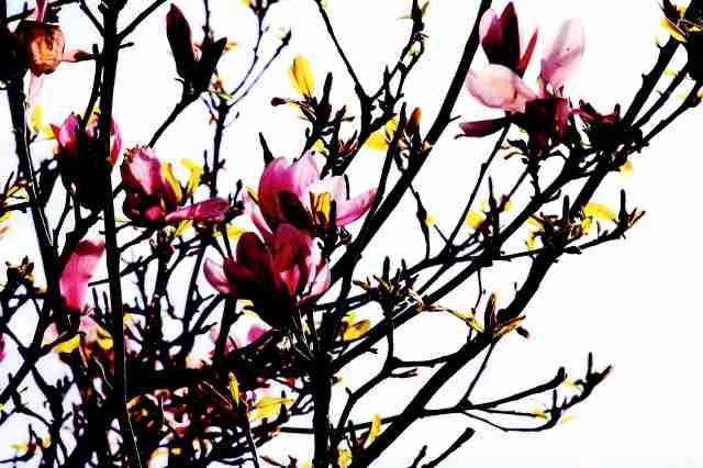 Magnolia · eugeniacarossa