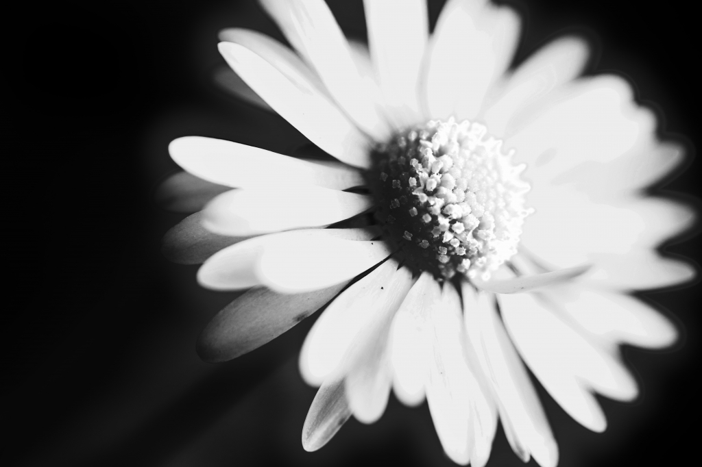 Bellis