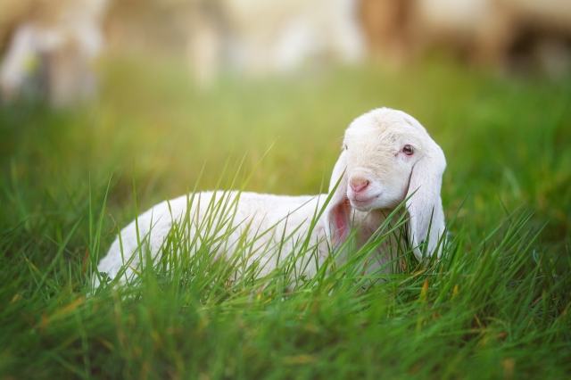 Un agnello neonato si riposa nell'erba color verde speranza · racheletotaro