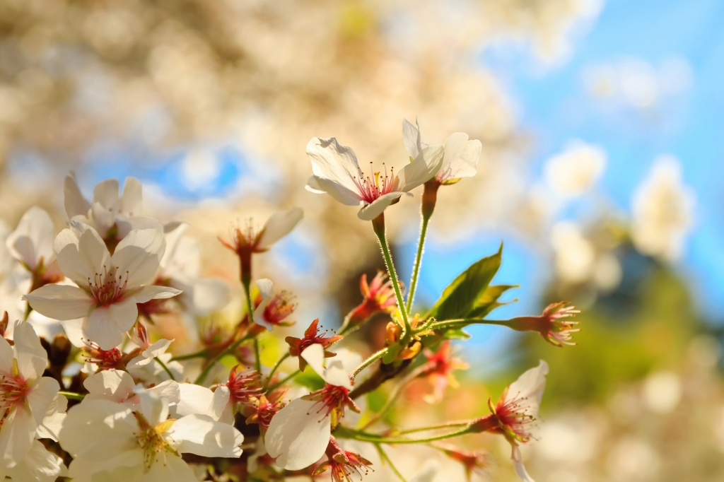 Sakura fioritura, ciliegi giapponesi