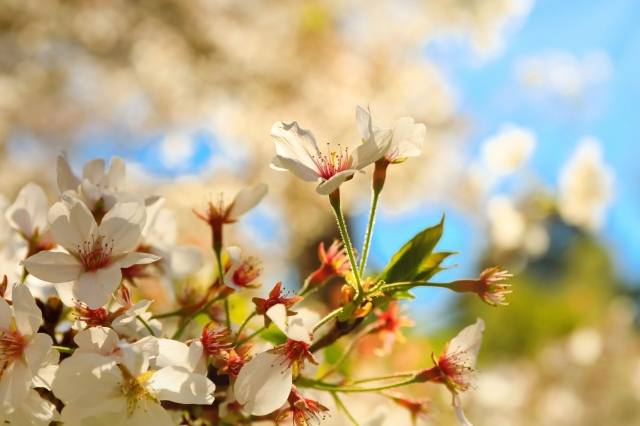 Sakura fioritura, ciliegi giapponesi · gennaroleonardiphotos
