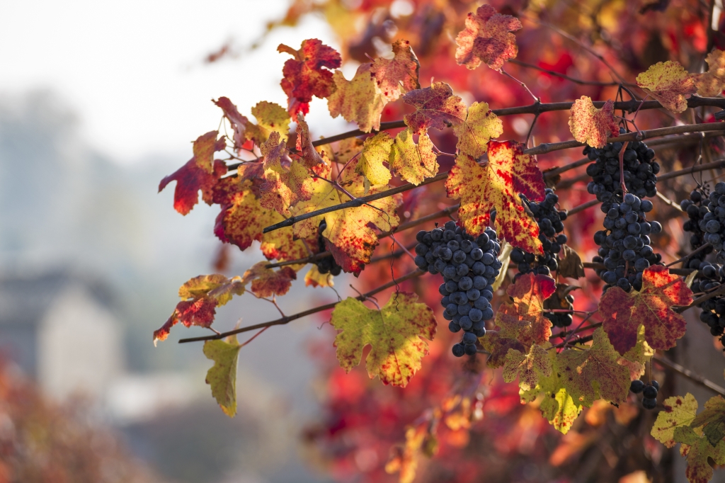 Rosso Autunno