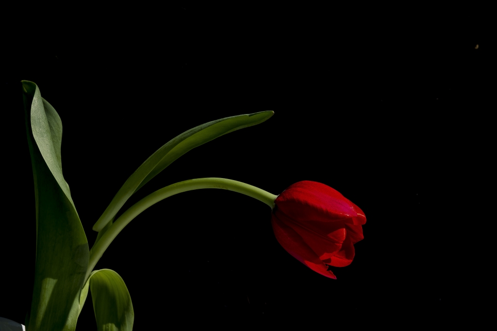 Tulipano rosso