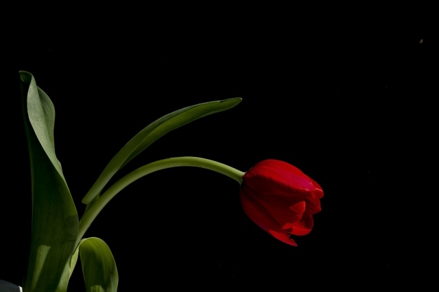 Tulipano rosso