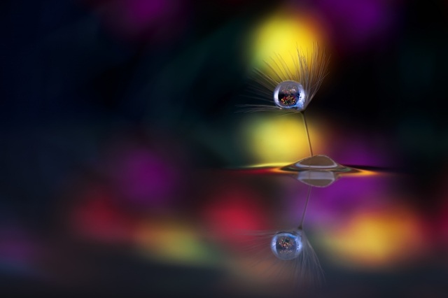 macro di goccia su fioredente di leone