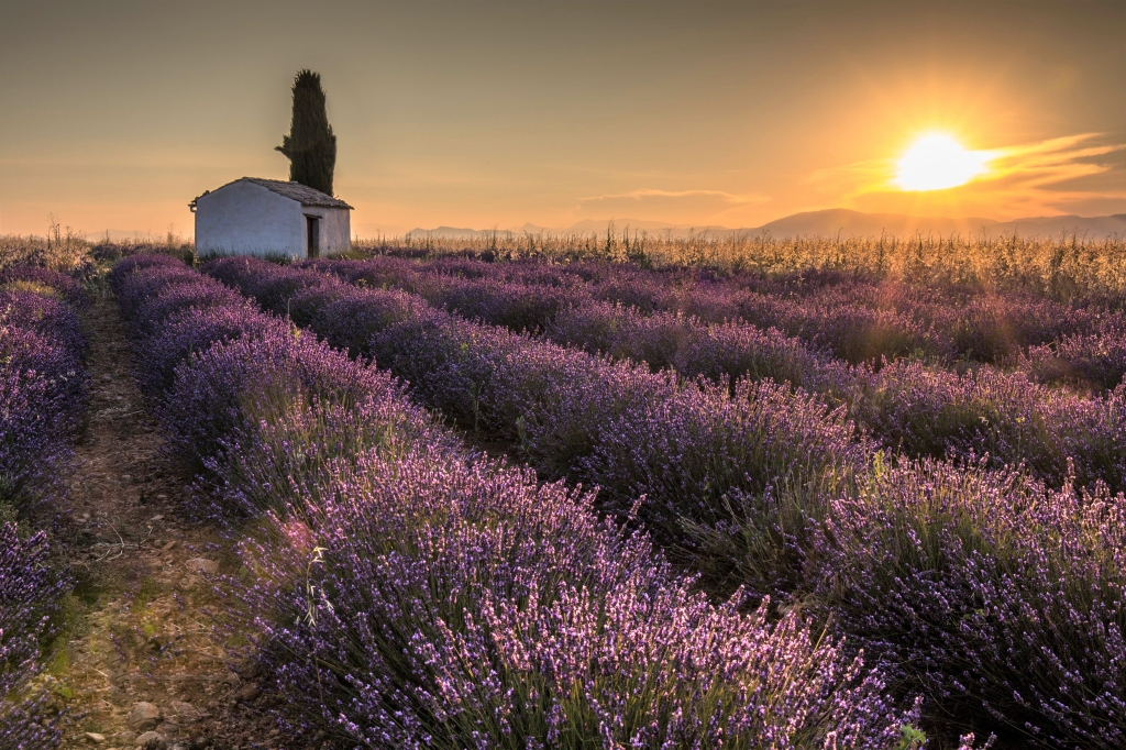 Campi di lavanda