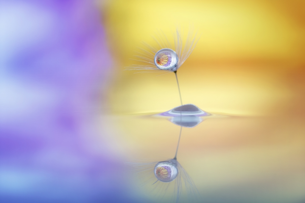 goccia d'acqua su fiore con sfondo sfocato giallo viola