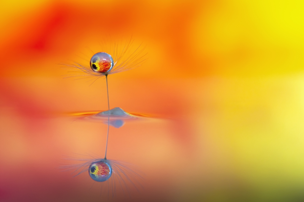 goccia d'acqua su fiore con sfondo giallo arancio