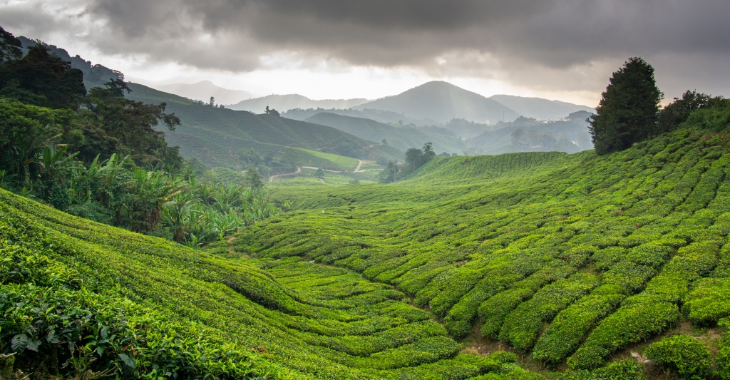 Colline di Cameron Highlands