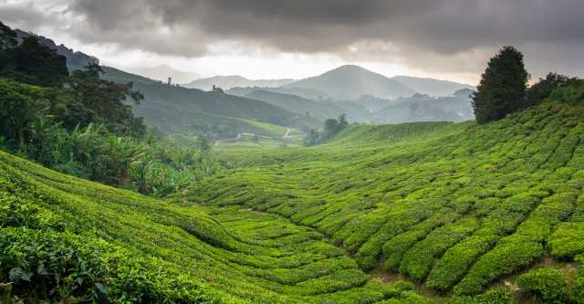 Colline di Cameron Highlands
