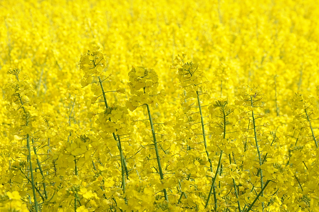 Natura in giallo