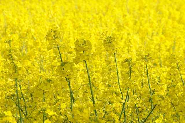 Natura in giallo · alococofoto