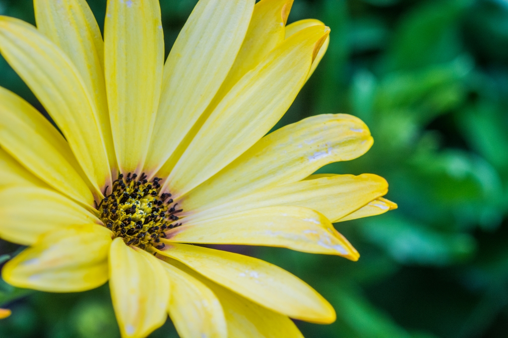 fiore macro giallo