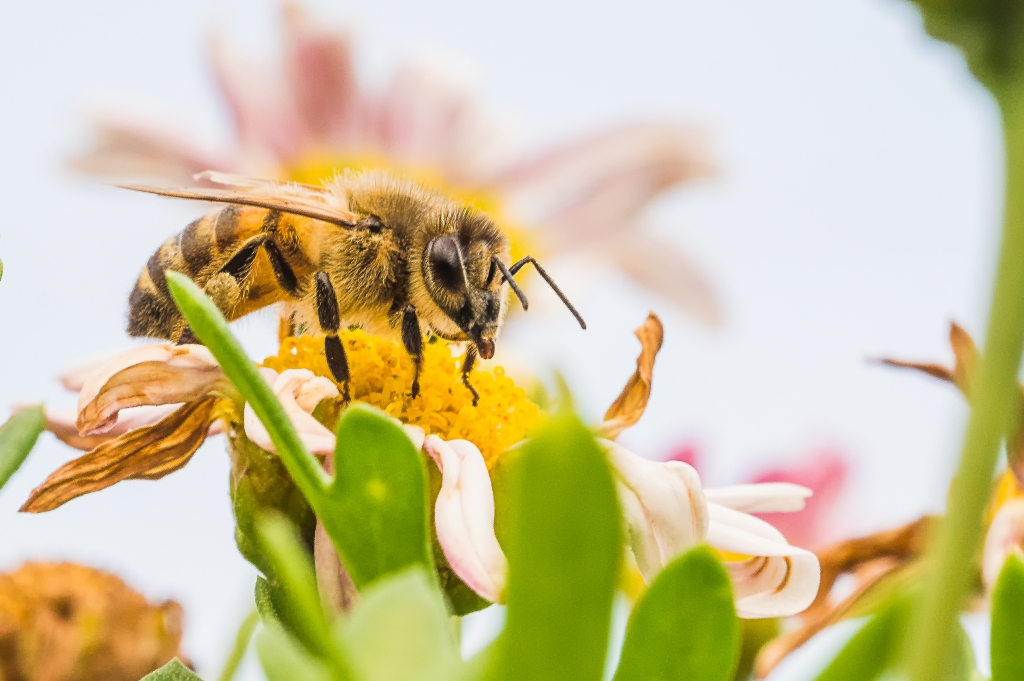 ape impollinatrice