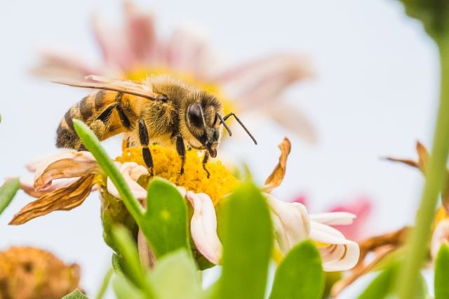 ape impollinatrice