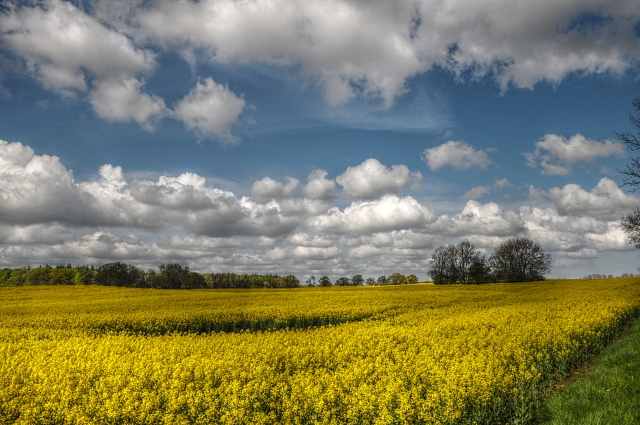 Campo di colza gialla · alococofoto