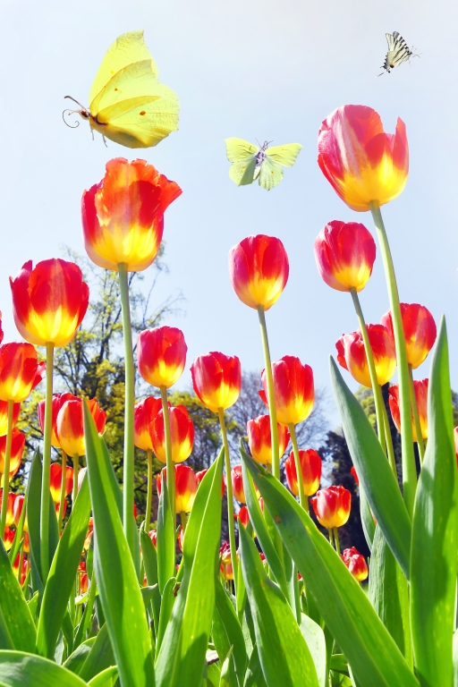 Tulipani e farfalle