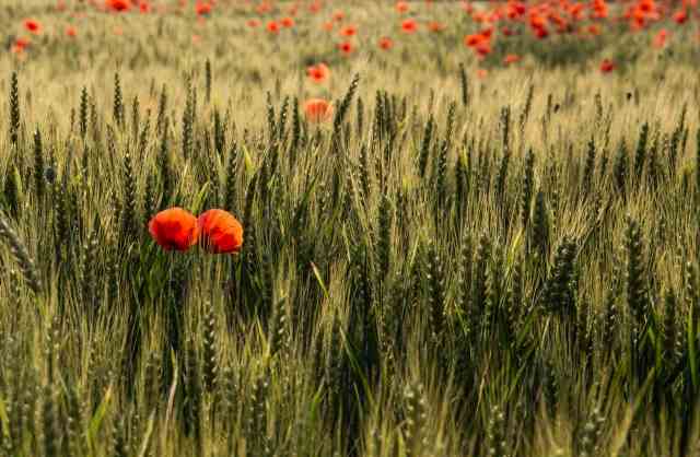 campo di grano