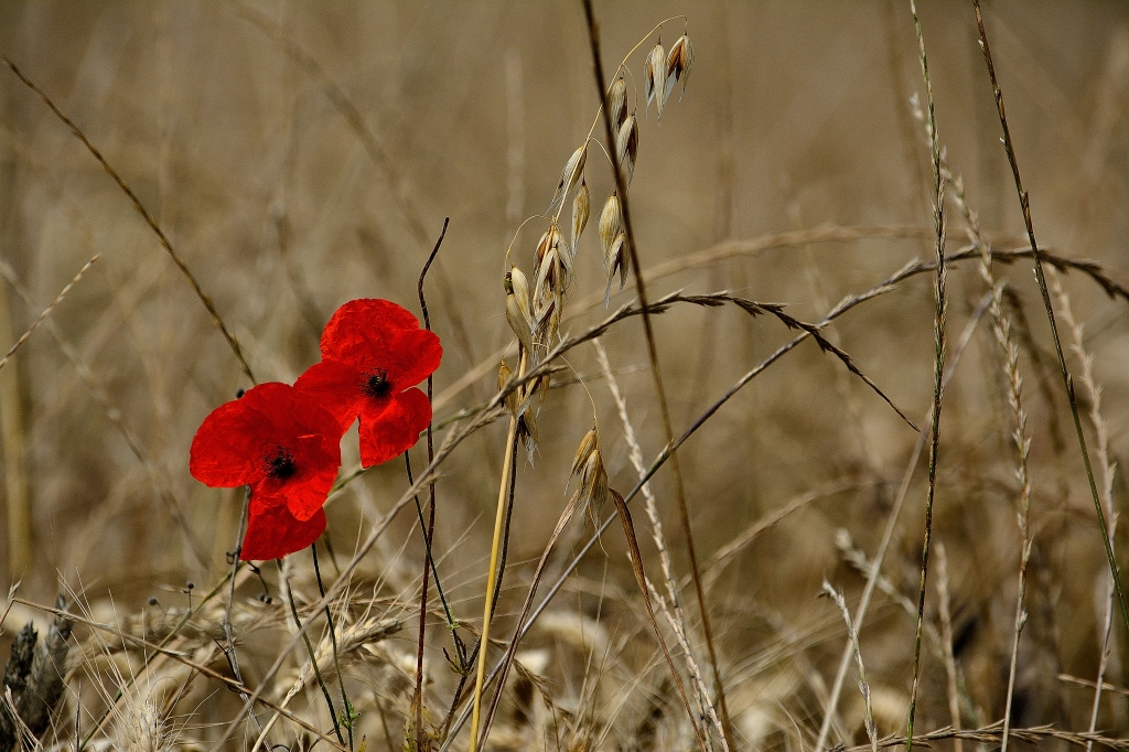 PAPAVERI DI TOSCANA