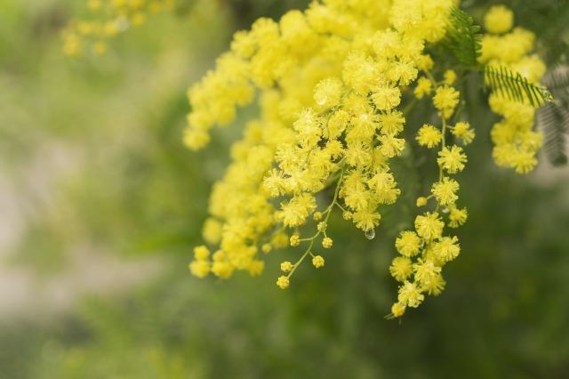 Gocce di pioggia su un ramo di mimosa