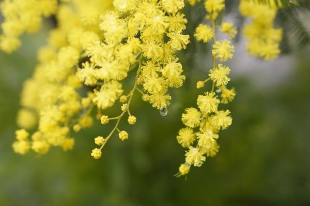 Mimosa nella pioggia