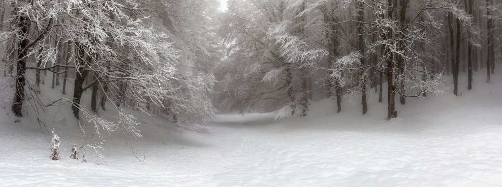 Paesaggio montano innevato, con bosco ricoperto di neve.