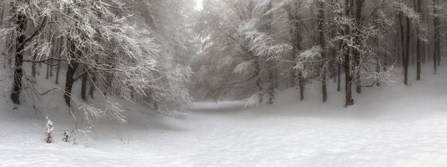 Paesaggio montano innevato, con bosco ricoperto di neve.