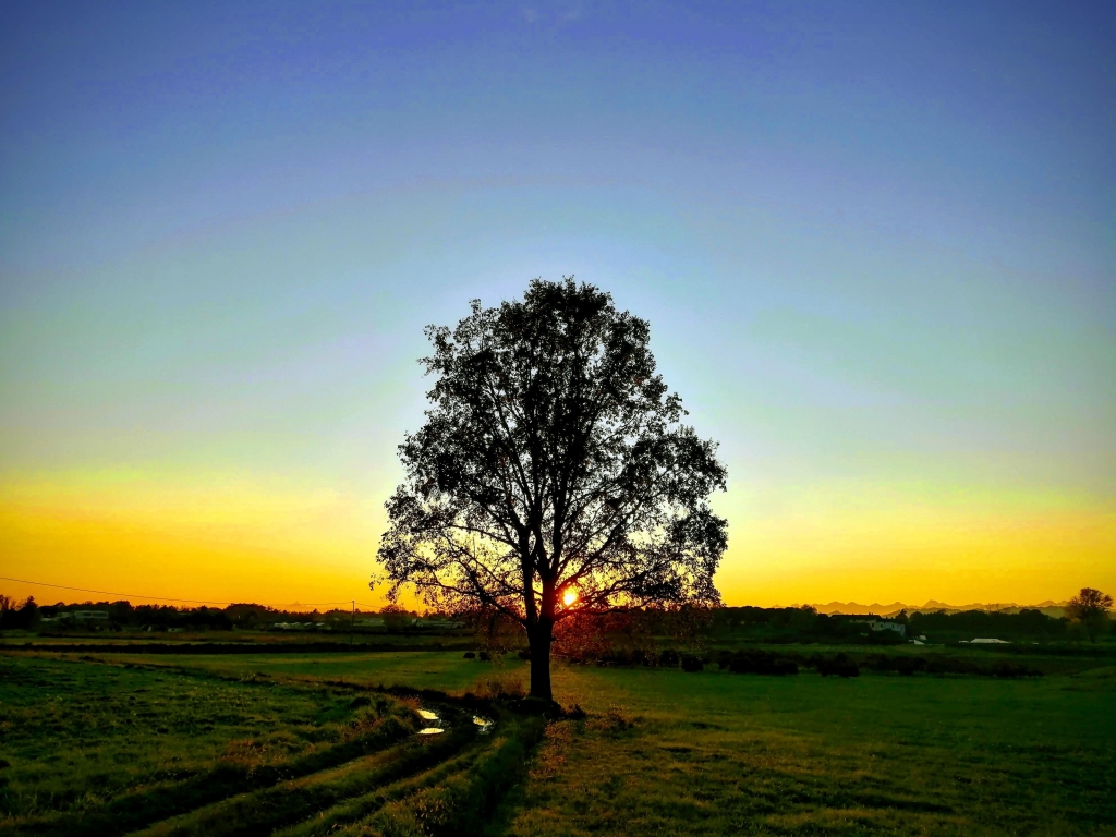 Albero solitario
