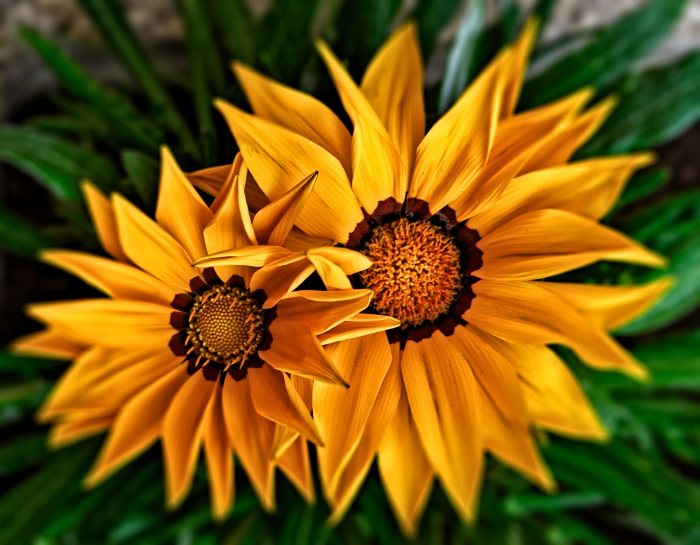 Gazania