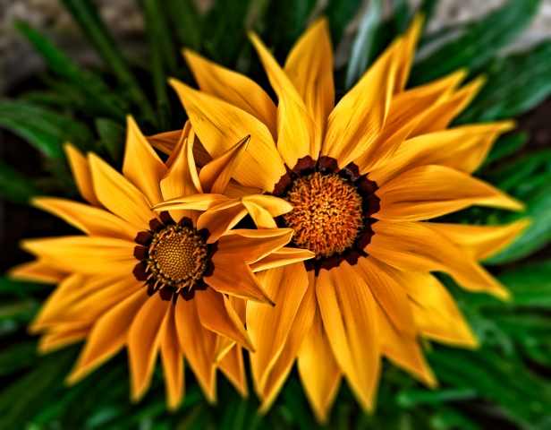 Gazania