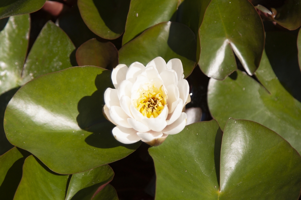 fiore acquatico