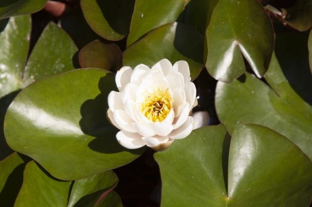 fiore acquatico