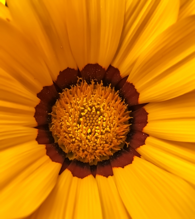 Cuore di gazania