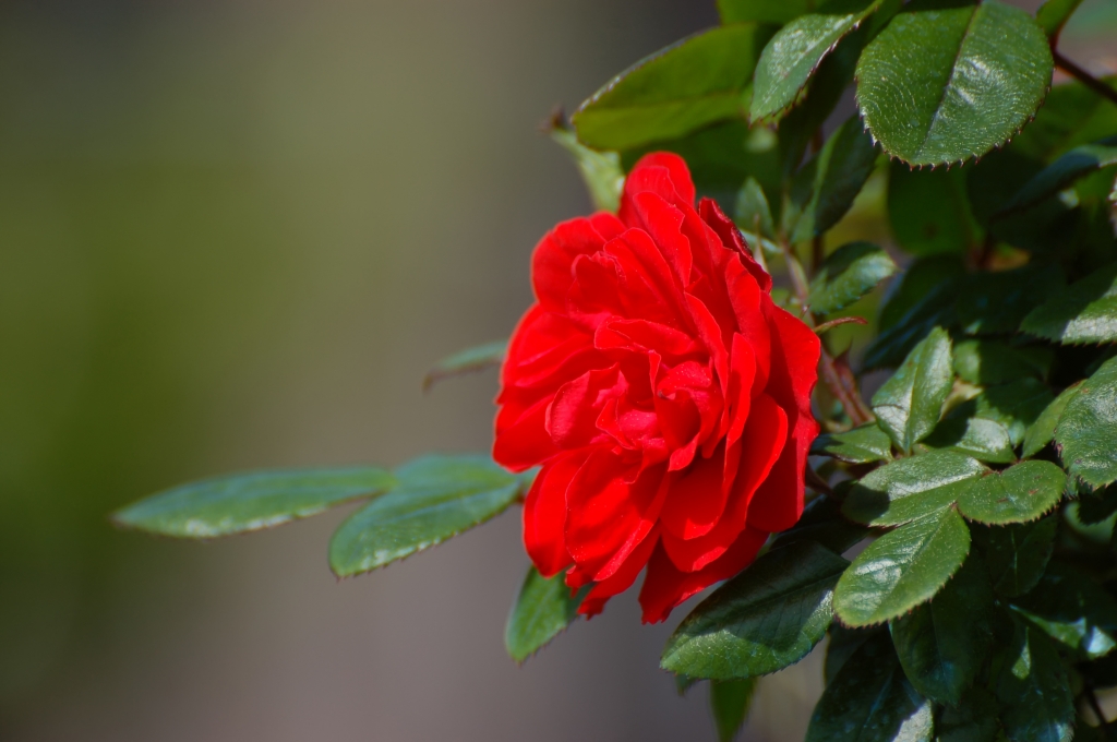 Rosa rossa