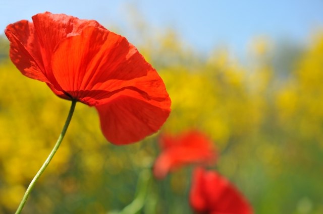Papavero rosso