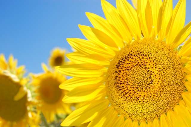 Girasole