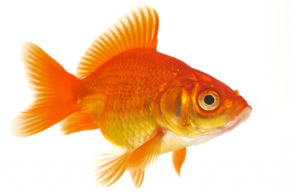Pesce rosso