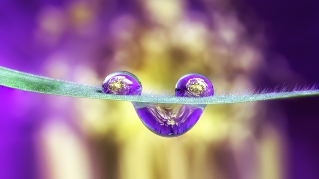 macro di gocce su filo d'erba
