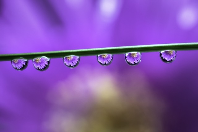 macro di gocce su stelo di un fiore