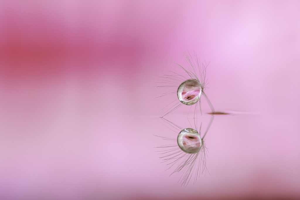 seme riflesso 1