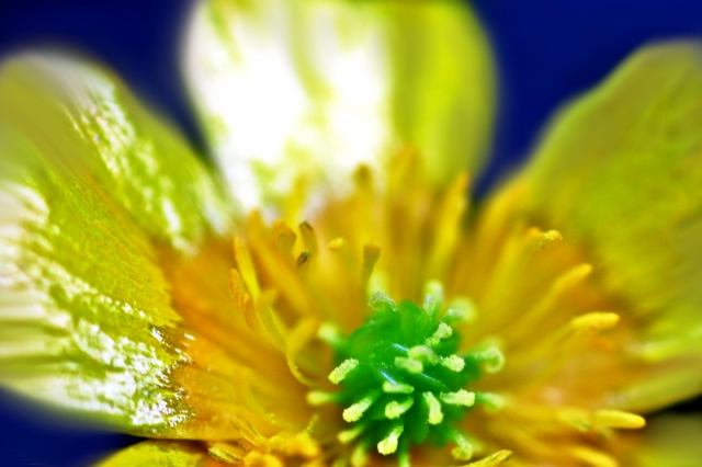 Fiore spontaneo