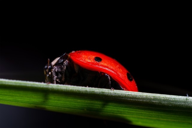 Coccinella macro su stelo